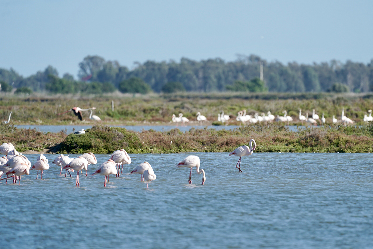 Hotel Manila Pinarella di Cervia