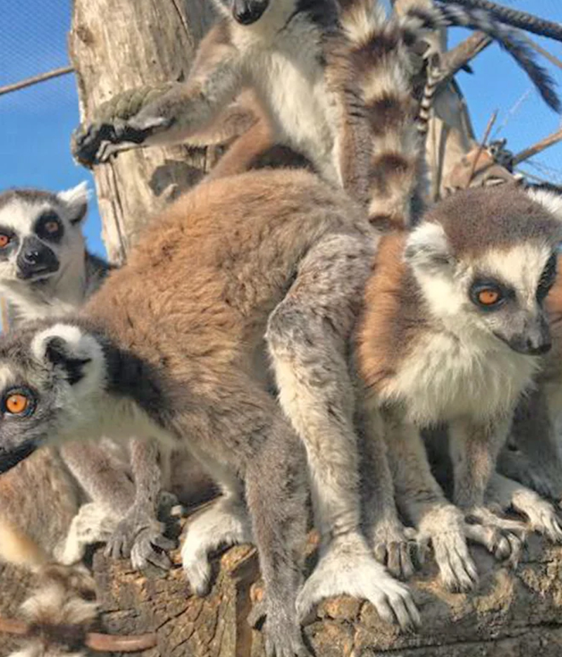Hotel Manila Pinarella di Cervia