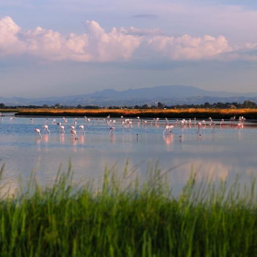 cellinihotel it pinarella-di-cervia 012