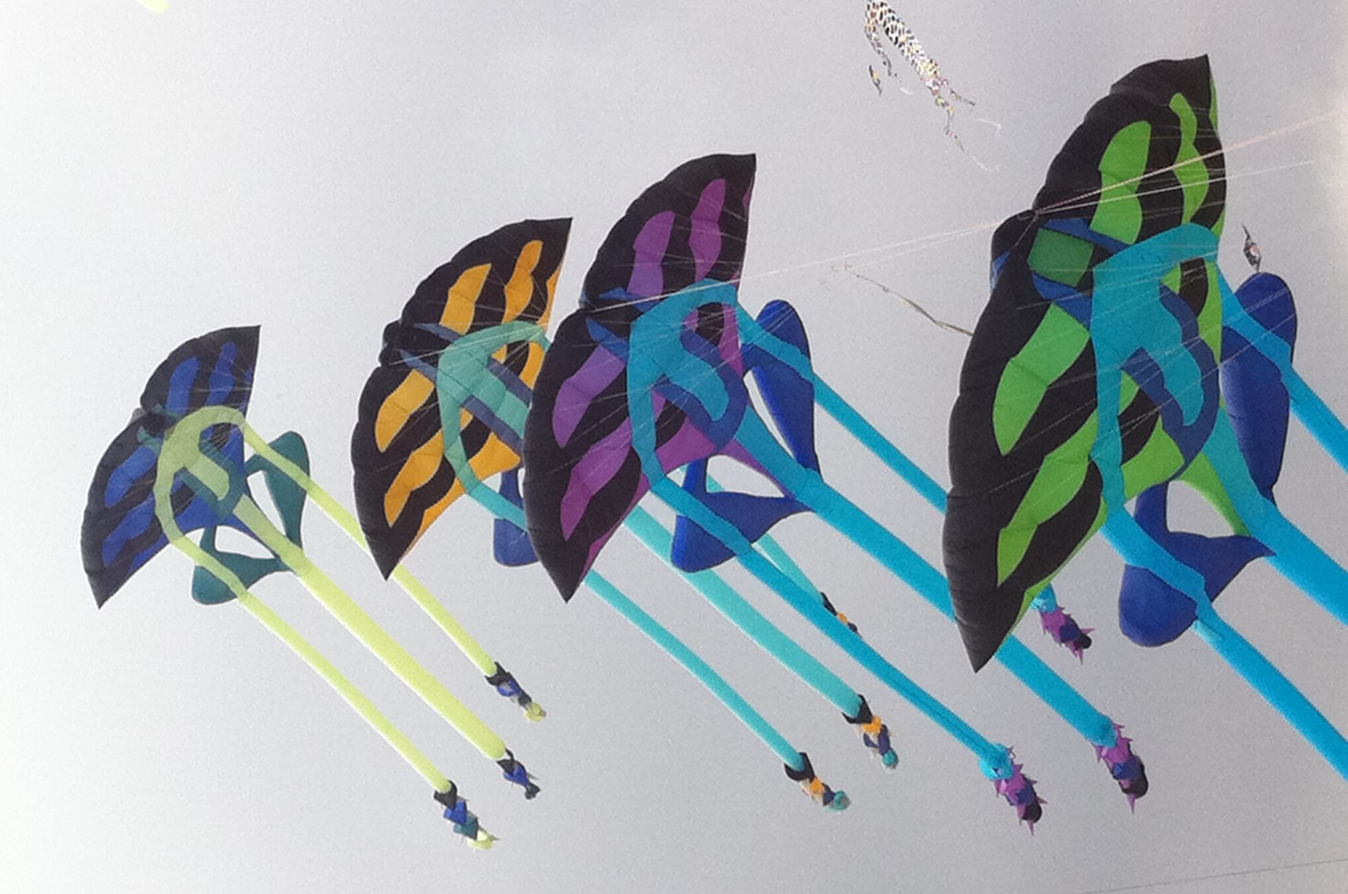 FESTIVAL DEGLI AQUILONI